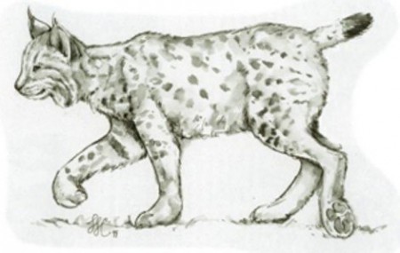 рисуем рысь